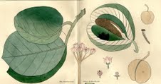 Botanica aegyptiaca in antichi volumi